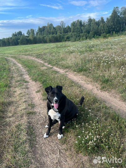 Собака в добрые руки