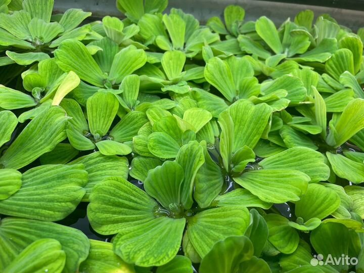 Аквариумные растения