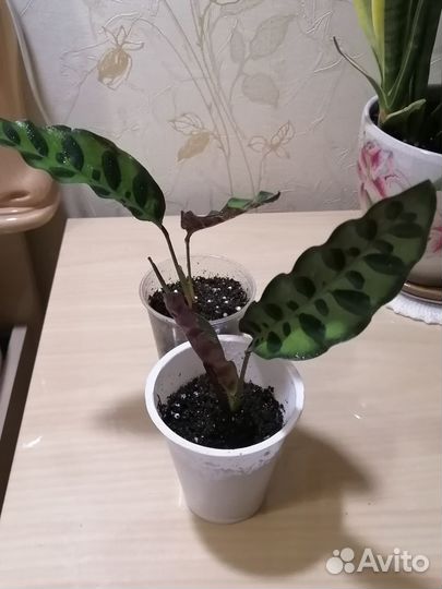 Калатея лансифолия