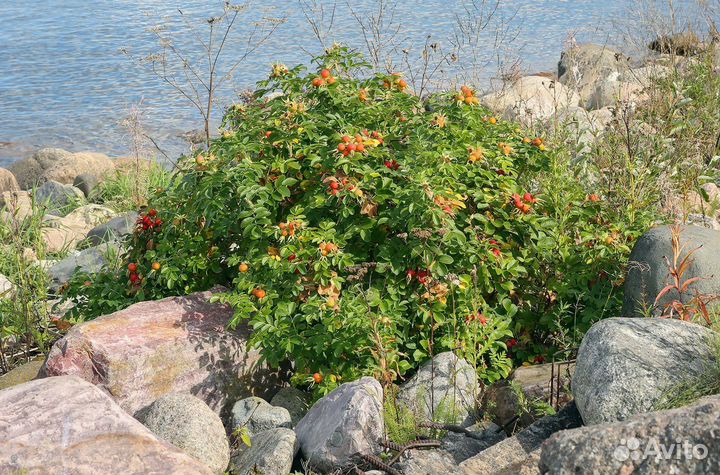 Роза ругоза, шиповник, зимостойкая, семена