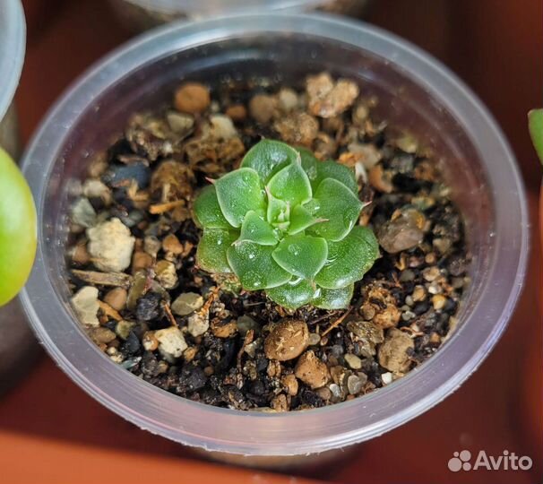 Суккуленты Граптопеталум Беллум