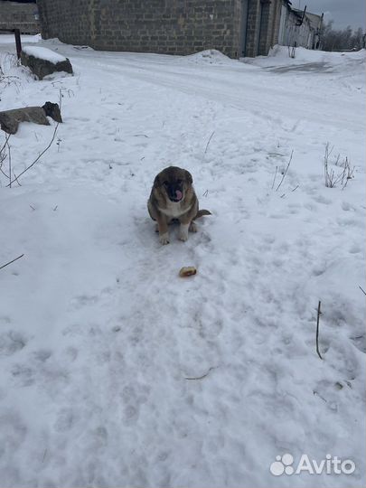Щенки.Маленькие крошки ищут дом