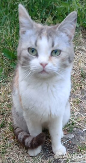 Трёхцветная шотландская кошечка- на счастье