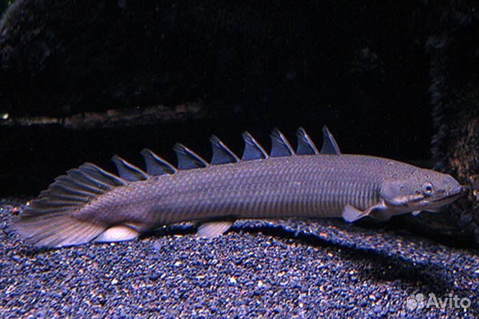 Полиптерус синегальский