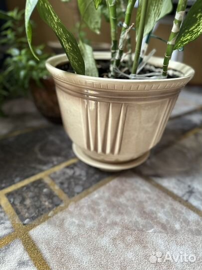 Диффенбахия с горшком