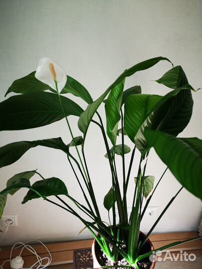 Комнатные растения цветы большие