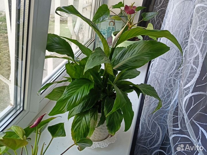 Спатифиллум цветок