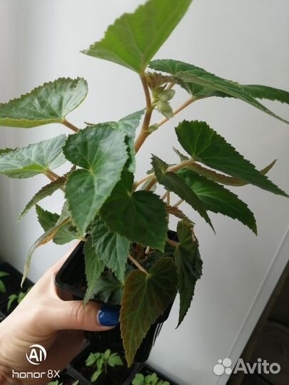 Бегония белекония белая