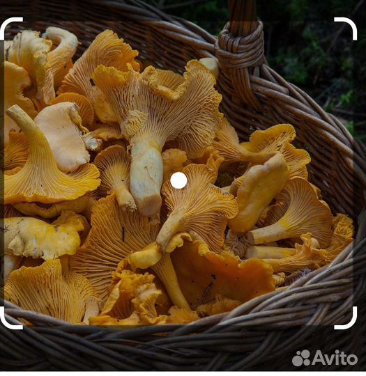 Грибы лисички
