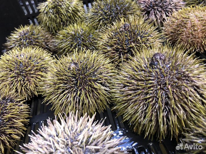 Морской еж с Доставкой