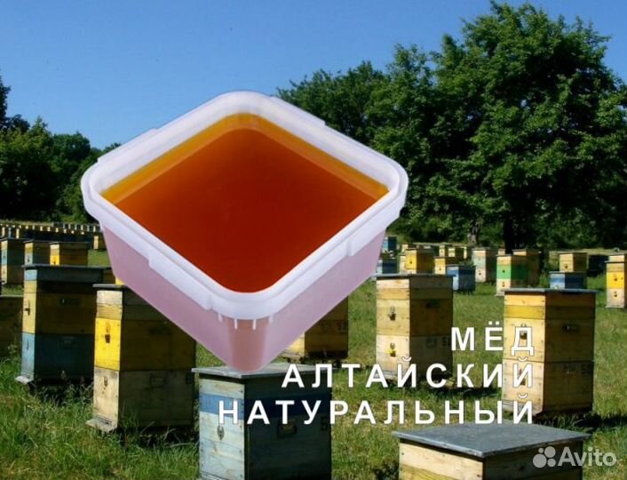 Мед натуральный с Алтая оптом