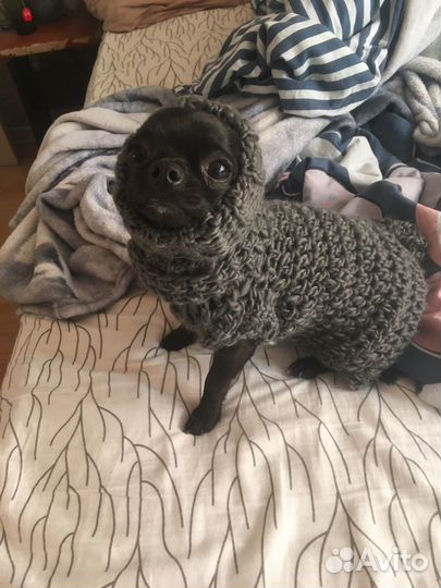 Свитер для маленькой собаки