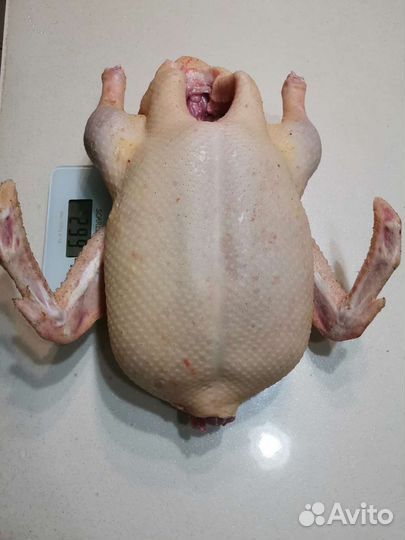 Яйцо супер скороспелой утки SK 6