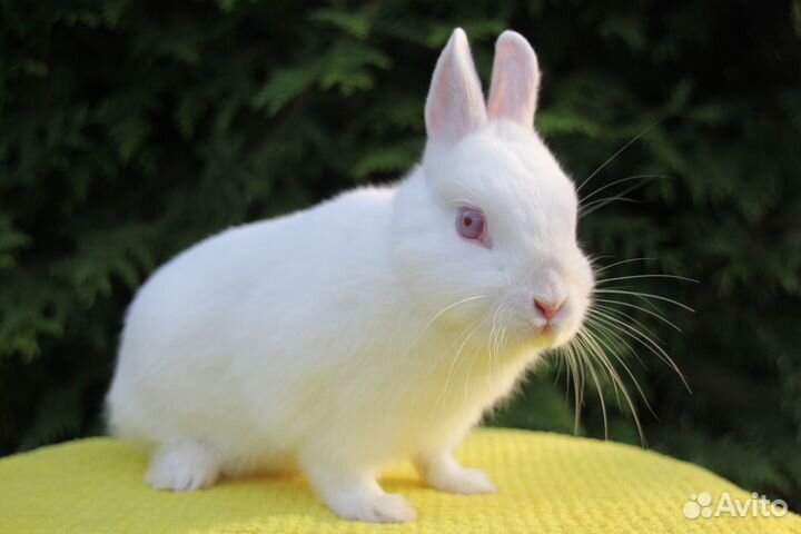 Карликовый кролик самец в добрые руки
