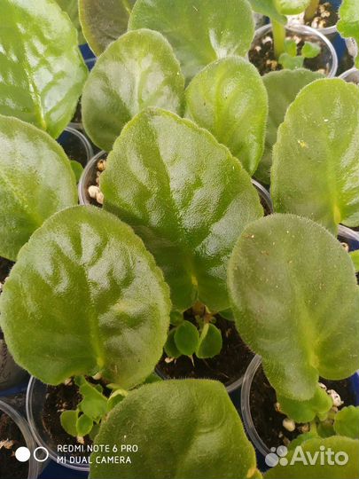 Фиалки детки