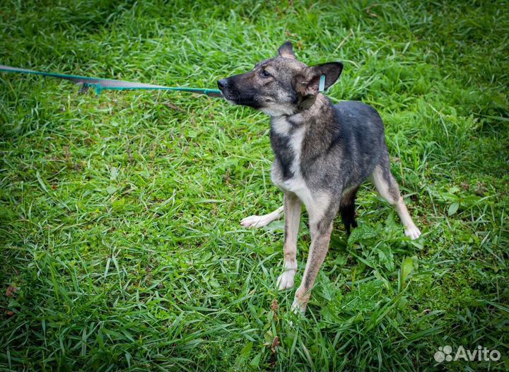 Спасен из черного пниюта
