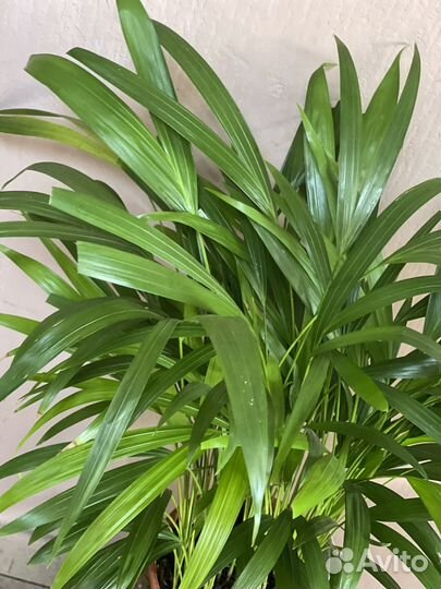 Пальма арека (Хризолидокарпус) d17