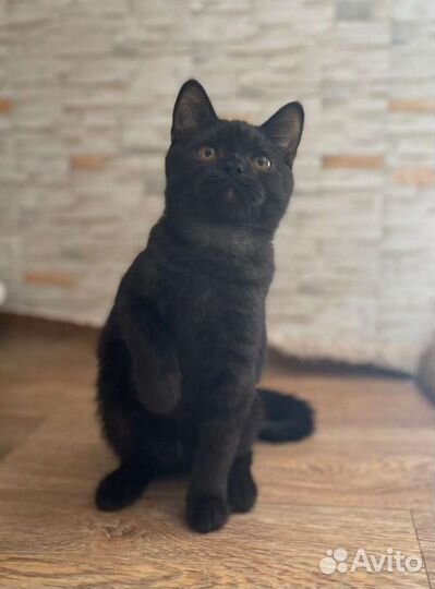 Шотландский котик