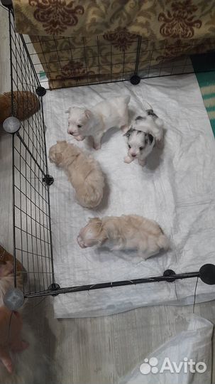 Мальтийская болонка