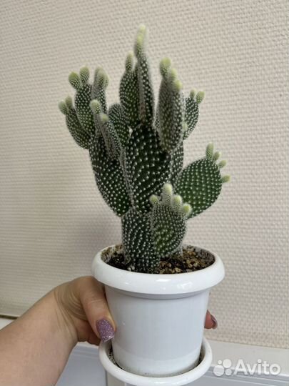 Кактус оппунция мелковолосистая