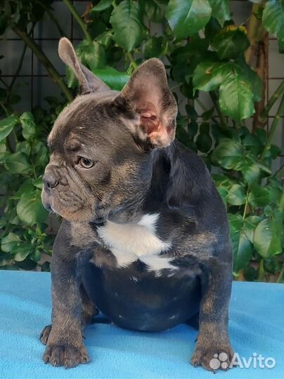 Девочка голубого окраса