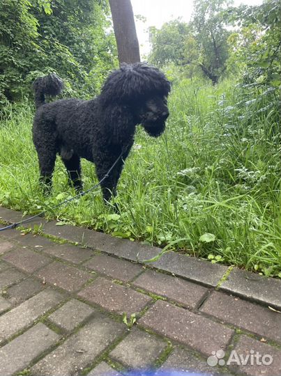 Выгул собак, Догситтер, няня