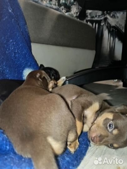 Щенки той терьер