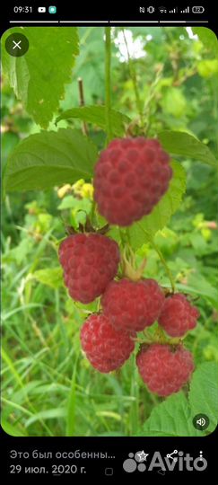 Саженцы малины