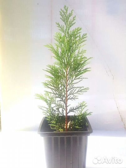 Кипарисовик лавсона