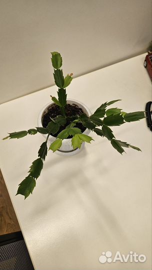 Шлюмбергера