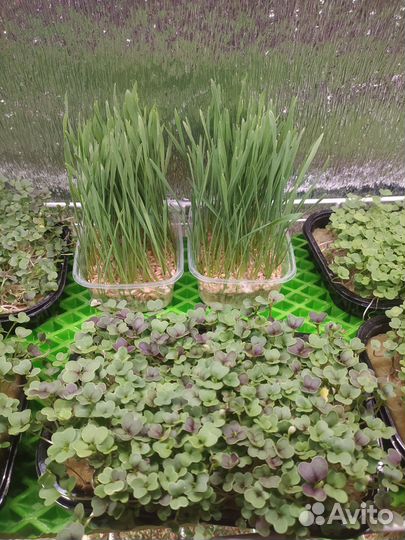 Микрозелень для вас и ваших питомцев