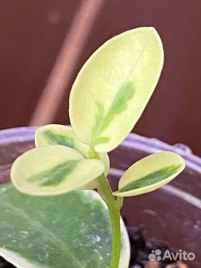 Хойя Кумингиана (Hoya Cumingiana)