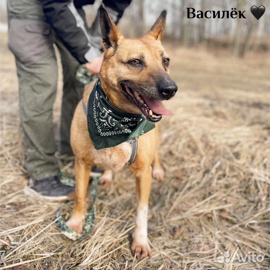 Собака Василиса из приюта