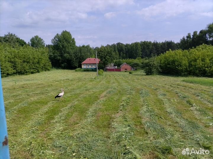 Сено, зерно солома