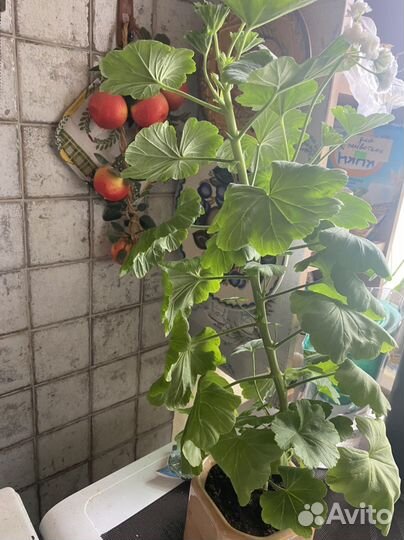 Пеларгония герань sutarves nada k