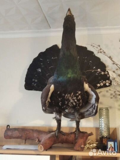 Чучело глухаря