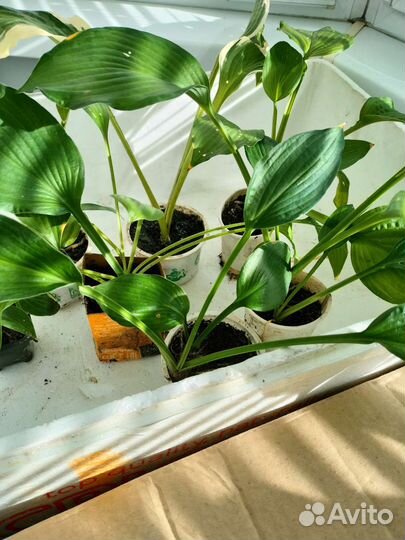 Продам хосты