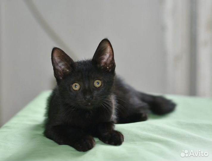 Черный Котенок в добрые руки