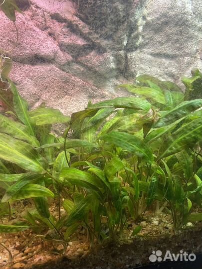 Аквариумные растения