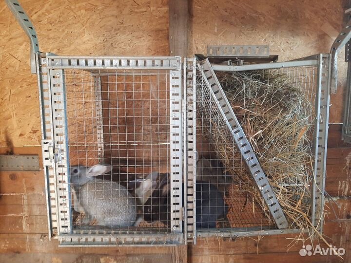 Клетка для кроликов