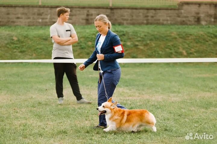 Вельш корги пемброк титулованный кобель ждет жён )