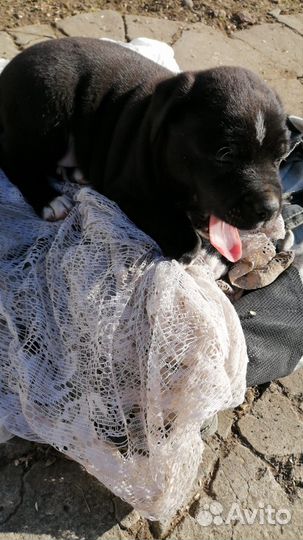 Стаффордширский терьер черный