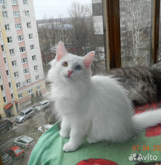 Белый котенок девочка в добрые руки