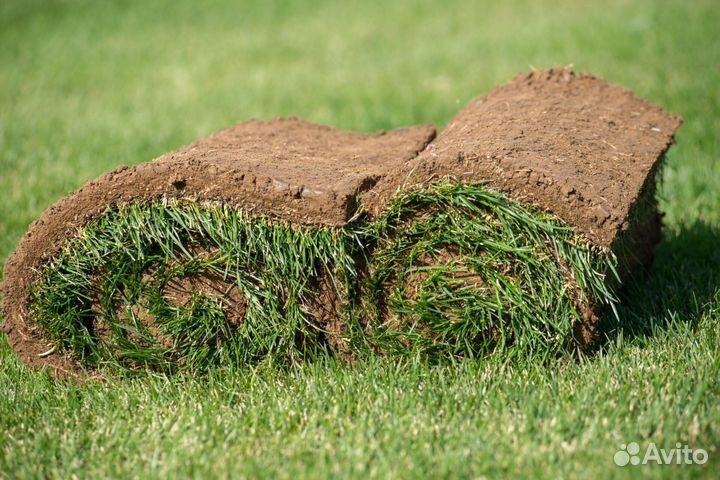 Рулонный газон. Озеленение участка