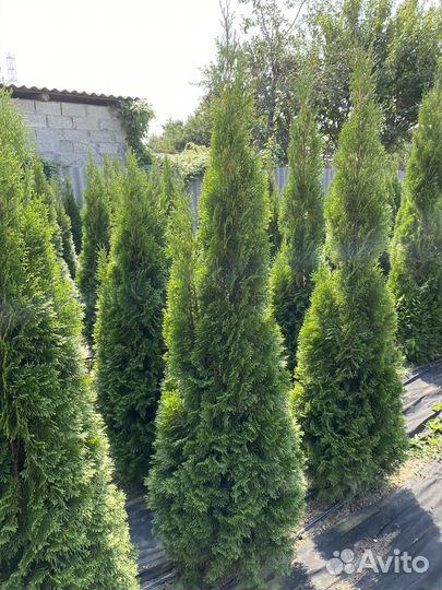 Туя смарагд