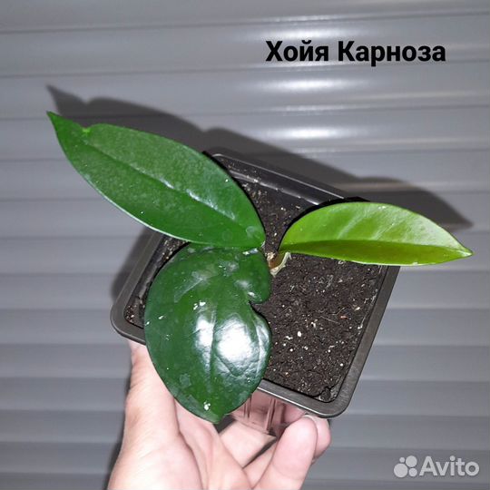Комнатные цветы. Хойя