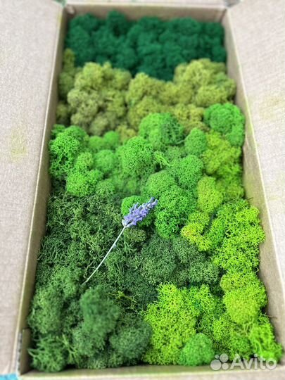 Мох стабилизированный в наличии