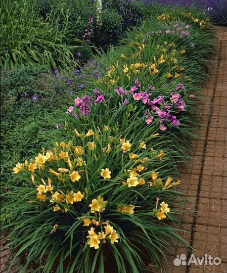 Для малоуходного сада, многолетние цветы