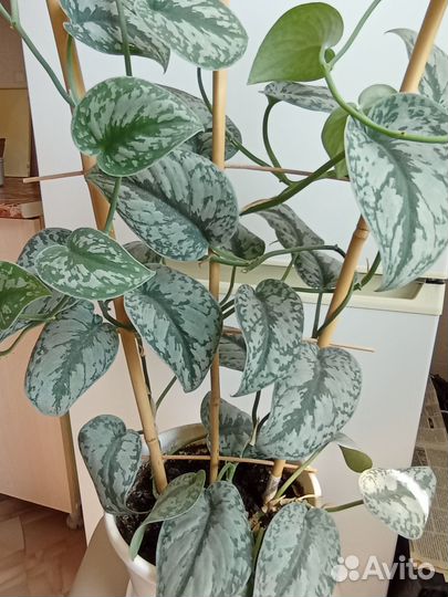 Сциндапсус Экзотика