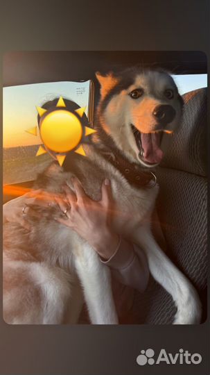 Хаски в добрые руки